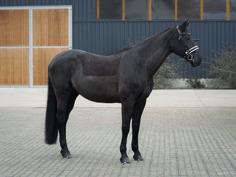 Caballo de deporte alemán Yegua 14 años 178 cm Castaño oscuro in Dessau