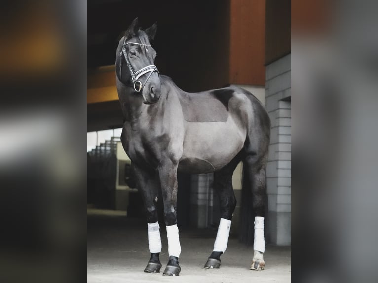 Caballo de deporte alemán Yegua 14 años 178 cm Castaño oscuro in Dessau