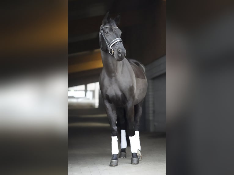 Caballo de deporte alemán Yegua 14 años 178 cm Castaño oscuro in Dessau