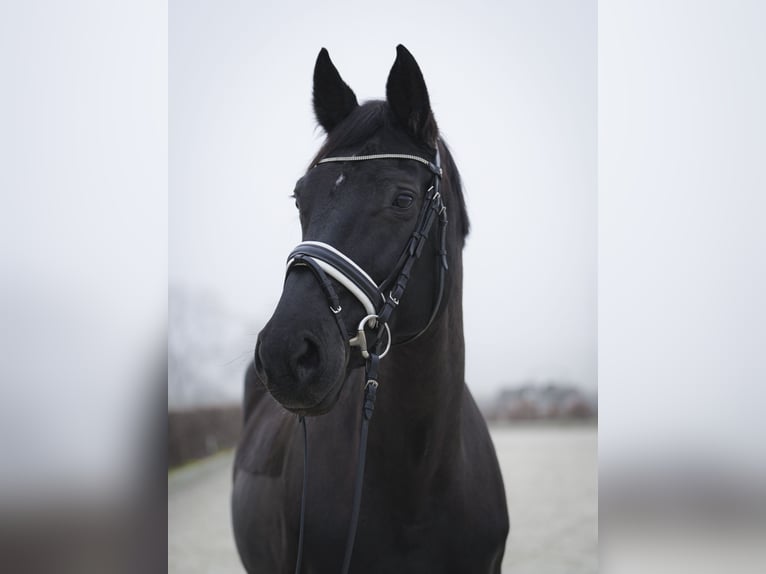 Caballo de deporte alemán Yegua 14 años 178 cm Castaño oscuro in Dessau