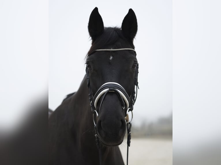 Caballo de deporte alemán Yegua 14 años 178 cm Castaño oscuro in Dessau