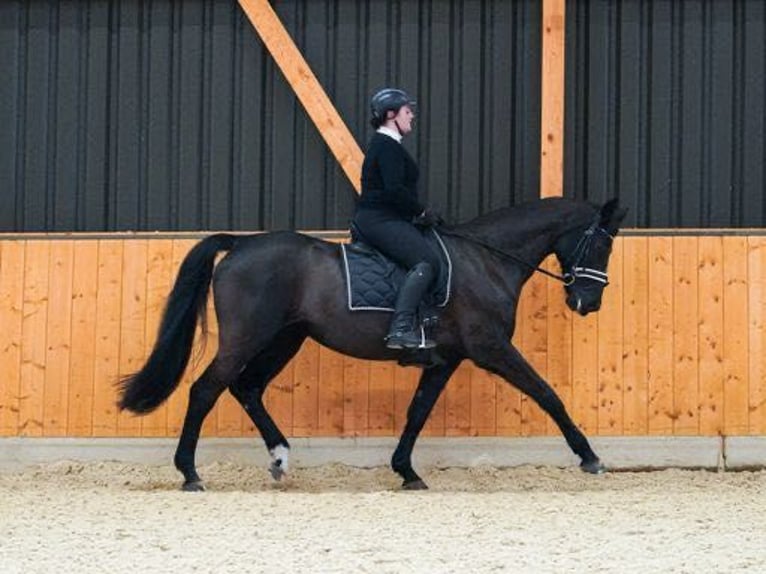 Caballo de deporte alemán Yegua 14 años 178 cm Castaño oscuro in Dessau