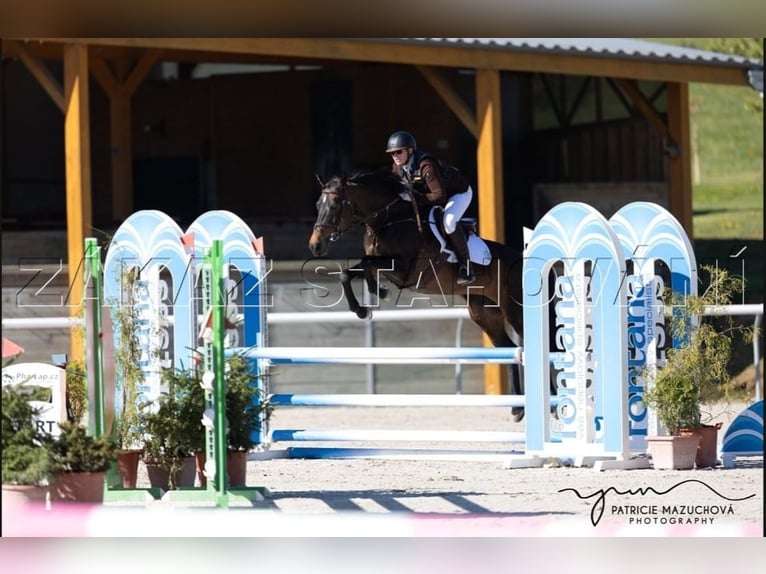 Caballo de deporte alemán Yegua 15 años 157 cm Castaño oscuro in Kubsch&#xFC;tz