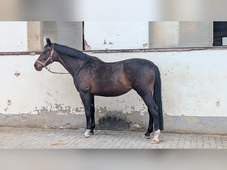 Caballo de deporte alemán Yegua 15 años 162 cm Castaño in Bad Orb