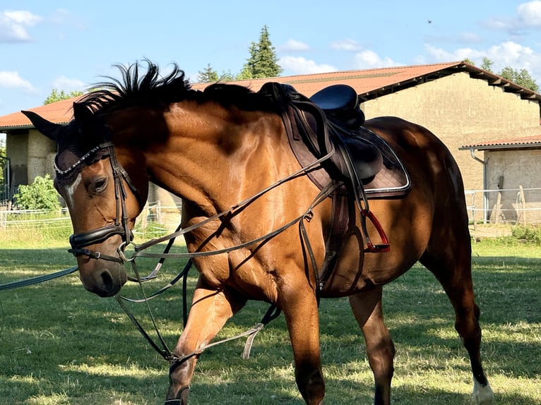 Caballo de deporte alemán Yegua 15 años 163 cm Castaño in Borsdorf