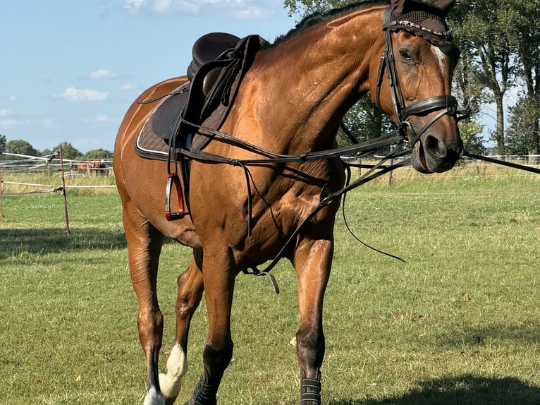 Caballo de deporte alemán Yegua 15 años 163 cm Castaño in Borsdorf