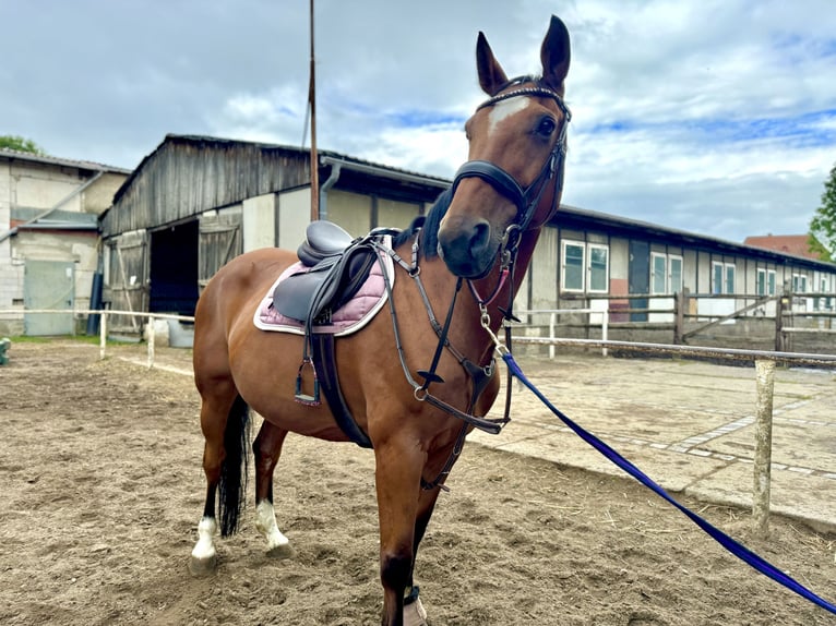 Caballo de deporte alemán Yegua 15 años 163 cm Castaño in Borsdorf