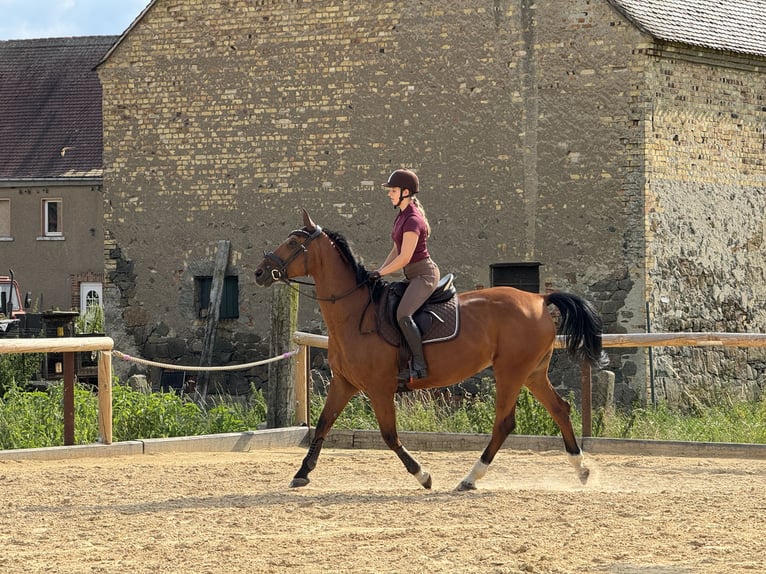 Caballo de deporte alemán Yegua 15 años 163 cm Castaño in Borsdorf