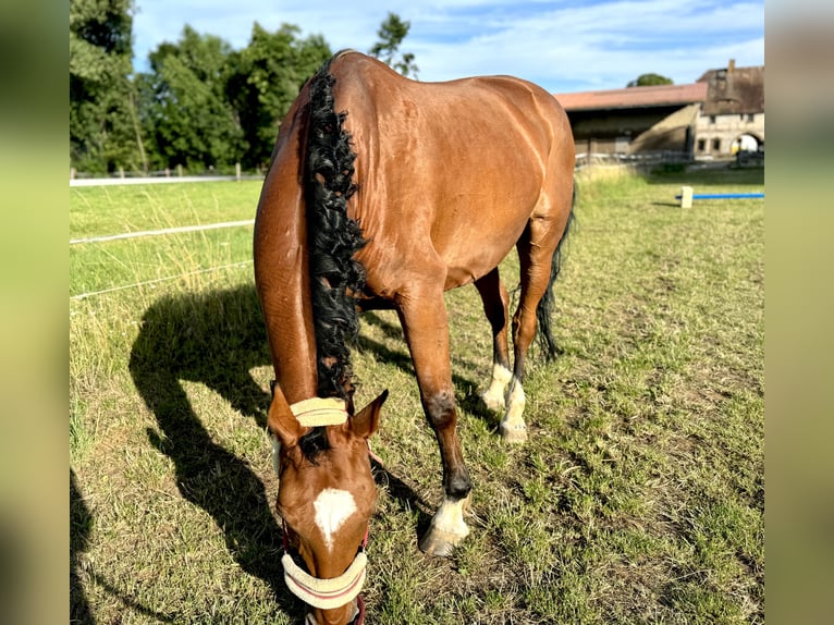 Caballo de deporte alemán Yegua 15 años 163 cm Castaño in Borsdorf