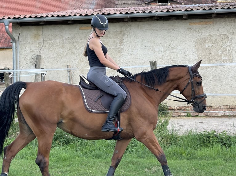 Caballo de deporte alemán Yegua 15 años 163 cm Castaño in Borsdorf