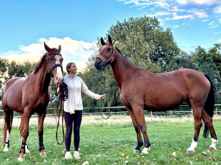 Caballo de deporte alemán Yegua 15 años 163 cm Castaño in Borsdorf