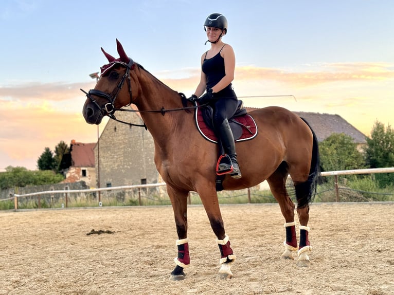 Caballo de deporte alemán Yegua 15 años 163 cm Castaño in Borsdorf