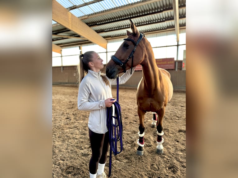 Caballo de deporte alemán Yegua 15 años 163 cm Castaño in Borsdorf