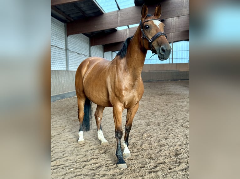 Caballo de deporte alemán Yegua 15 años 163 cm Castaño in Borsdorf