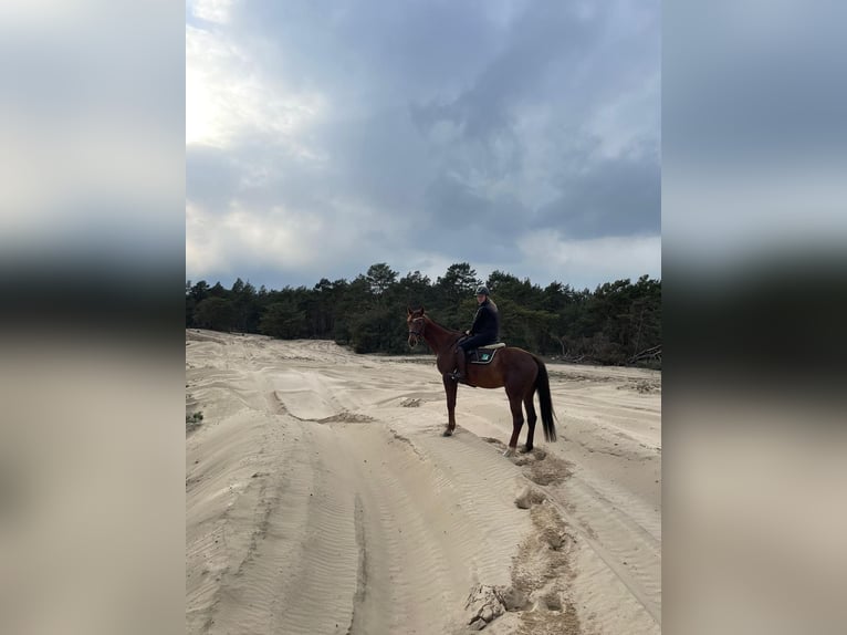 Caballo de deporte alemán Yegua 15 años 165 cm Alazán in Klietz