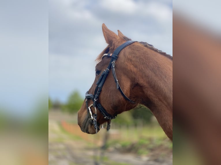 Caballo de deporte alemán Yegua 15 años 165 cm Alazán in Klietz