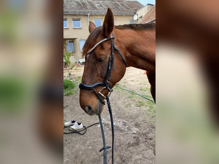 Caballo de deporte alemán Yegua 15 años 165 cm Alazán in Klietz