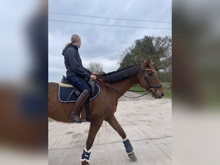 Caballo de deporte alemán Yegua 15 años 165 cm Alazán in Klietz