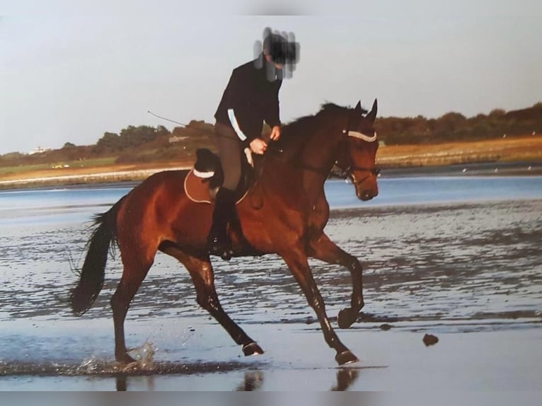 Caballo de deporte alemán Yegua 15 años 165 cm Castaño in Minden