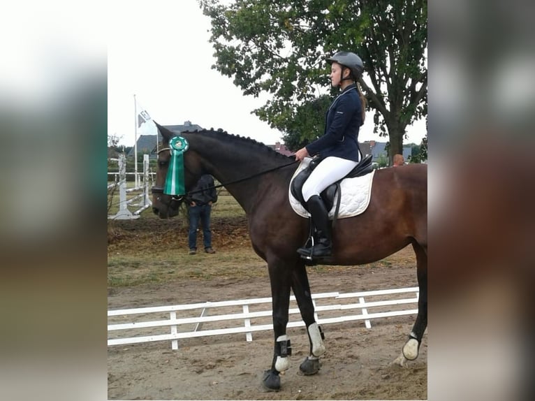 Caballo de deporte alemán Yegua 15 años 165 cm Castaño oscuro in Liebstadt