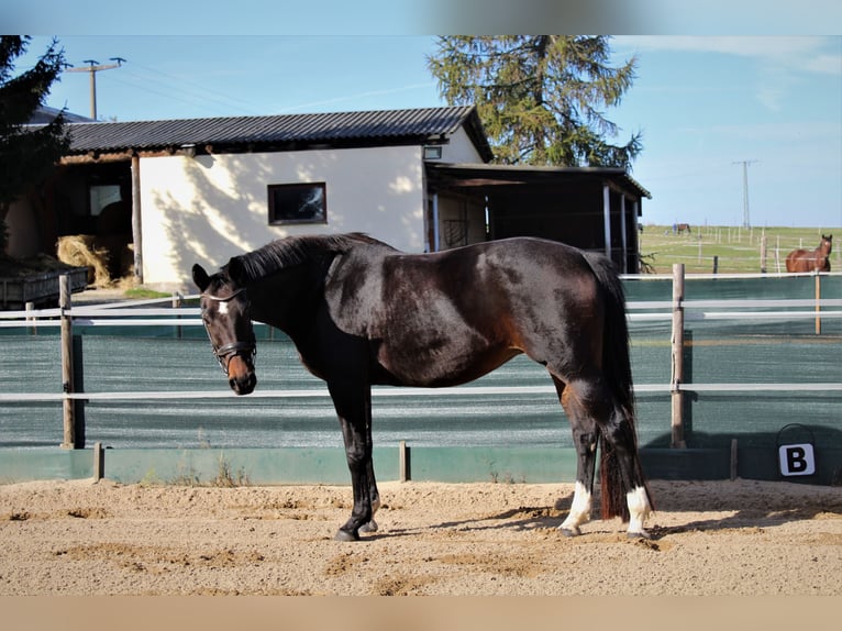 Caballo de deporte alemán Yegua 15 años 165 cm Castaño oscuro in Liebstadt