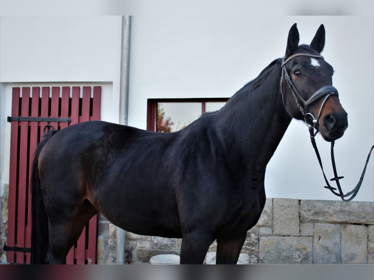 Caballo de deporte alemán Yegua 15 años 165 cm Castaño oscuro in Liebstadt