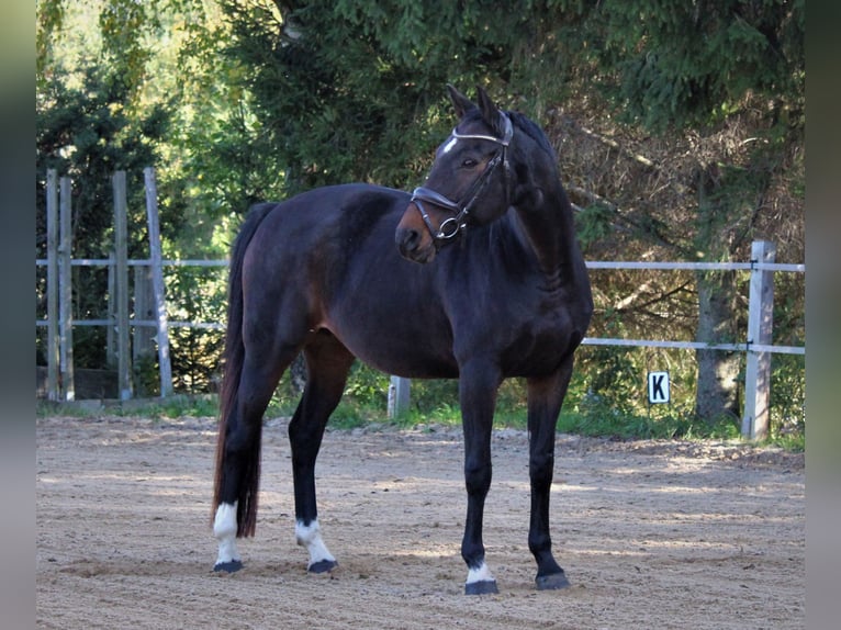 Caballo de deporte alemán Yegua 15 años 165 cm Castaño oscuro in Liebstadt