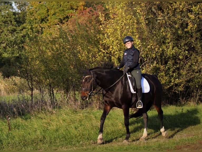 Caballo de deporte alemán Yegua 15 años 165 cm Castaño oscuro in Liebstadt