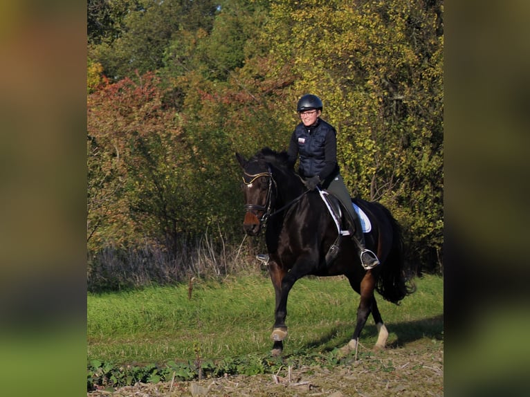 Caballo de deporte alemán Yegua 15 años 165 cm Castaño oscuro in Liebstadt