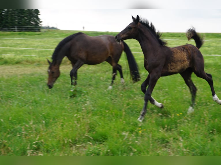 Caballo de deporte alemán Yegua 15 años 165 cm Castaño oscuro in Liebstadt