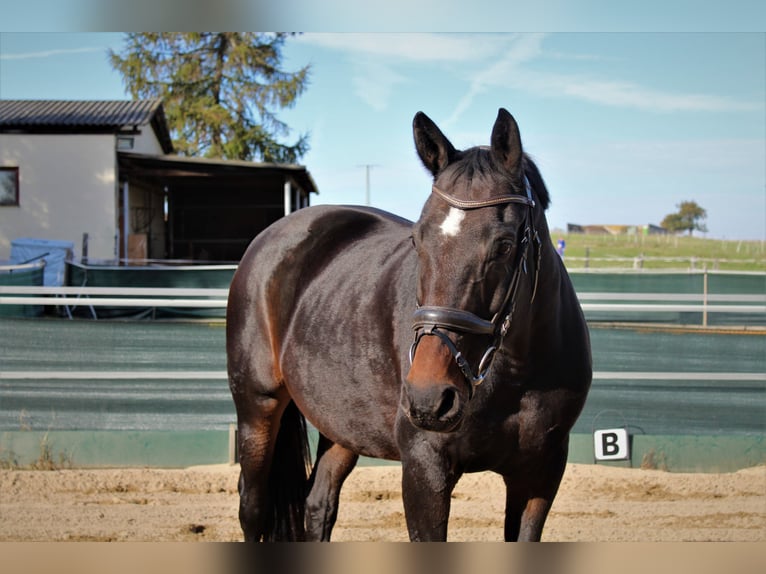 Caballo de deporte alemán Yegua 15 años 165 cm Castaño oscuro in Liebstadt