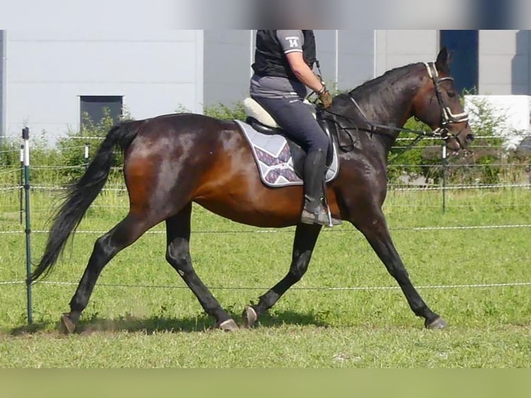 Caballo de deporte alemán Yegua 15 años 165 cm Castaño oscuro in Karlskron