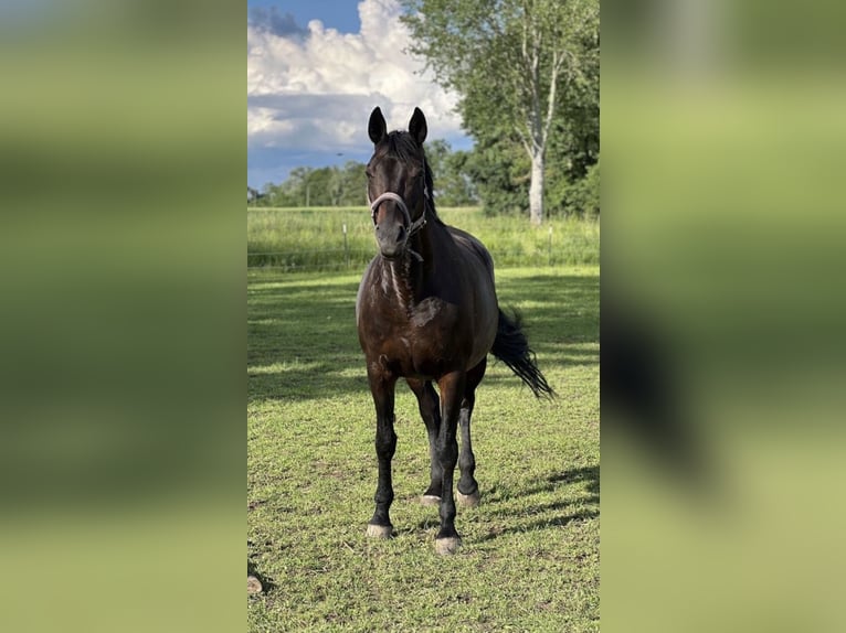 Caballo de deporte alemán Yegua 15 años 165 cm Castaño oscuro in Karlskron