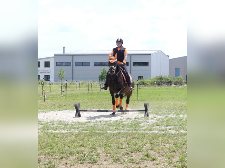 Caballo de deporte alemán Yegua 15 años 165 cm Castaño oscuro in Karlskron