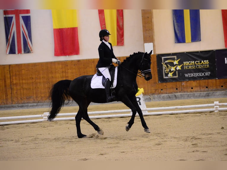 Caballo de deporte alemán Yegua 15 años 165 cm Morcillo in Wien, Leopoldstadt