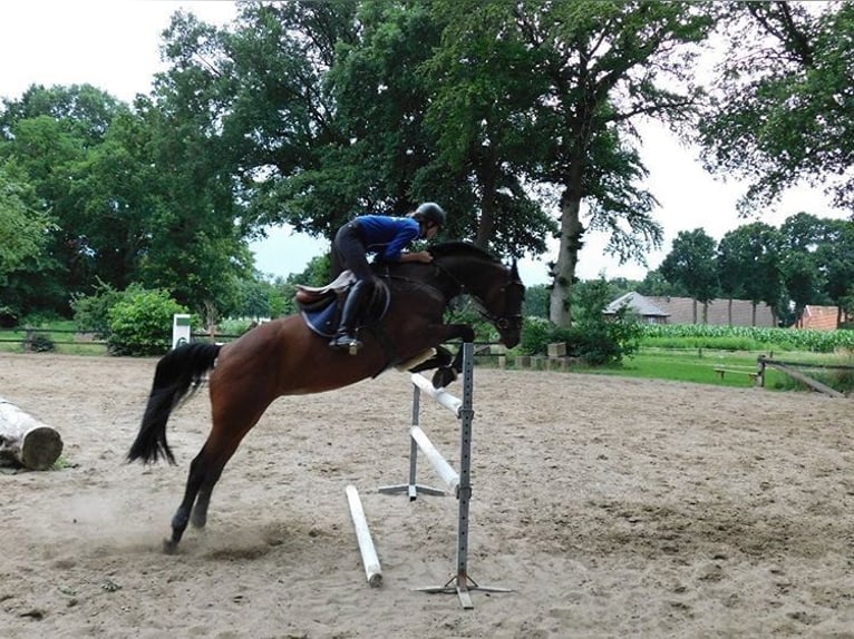 Caballo de deporte alemán Yegua 15 años 168 cm Castaño in Voltlage