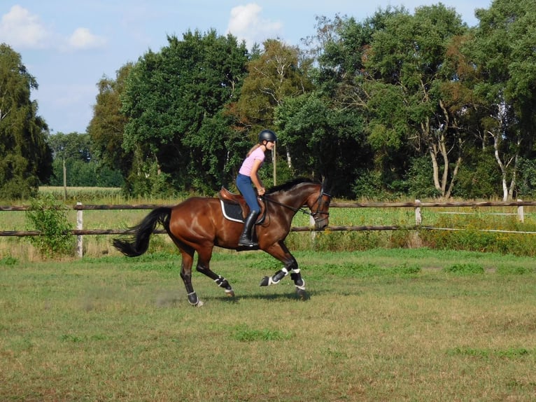 Caballo de deporte alemán Yegua 15 años 168 cm Castaño in Voltlage