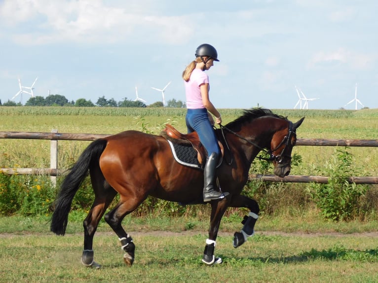 Caballo de deporte alemán Yegua 15 años 168 cm Castaño in Voltlage