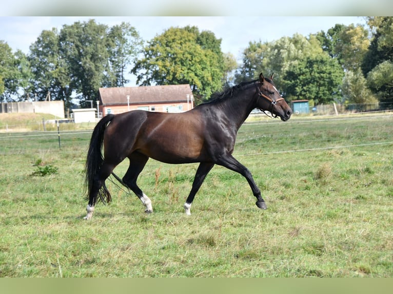 Caballo de deporte alemán Yegua 15 años 168 cm Castaño oscuro in Kalbe (Milde)