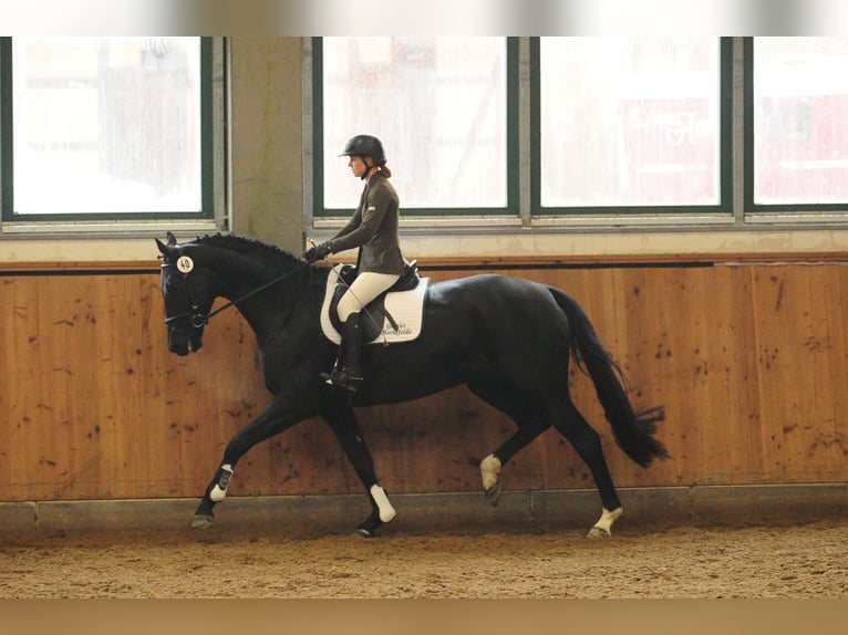 Caballo de deporte alemán Yegua 15 años 170 cm Negro in Zossen