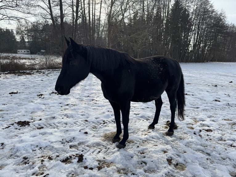Caballo de deporte alemán Yegua 15 años 172 cm Negro in Heiligengrabe