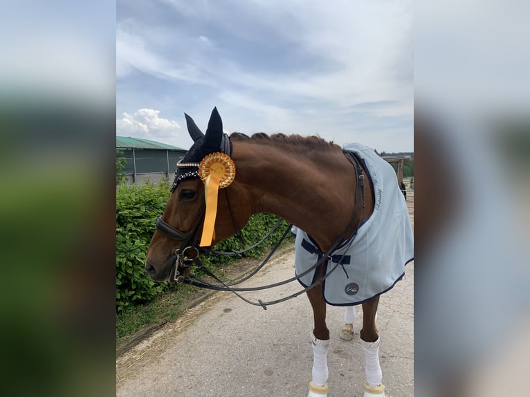 Caballo de deporte alemán Yegua 15 años 173 cm Alazán in Lehrberg