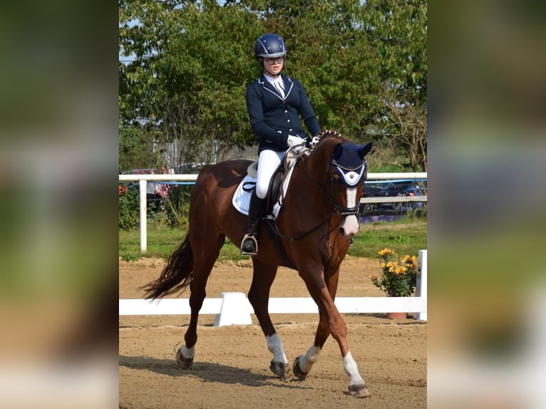 Caballo de deporte alemán Yegua 15 años 173 cm Alazán in Kodersdorf