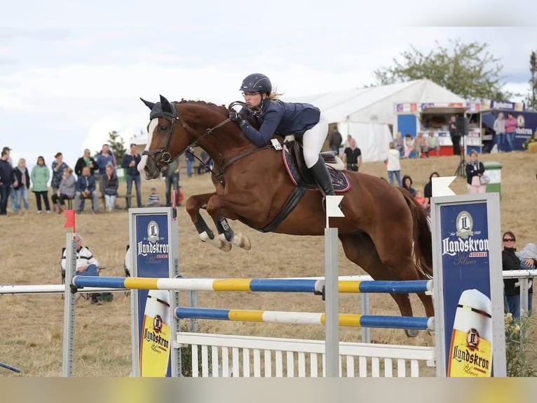 Caballo de deporte alemán Yegua 15 años 173 cm Alazán in Kodersdorf
