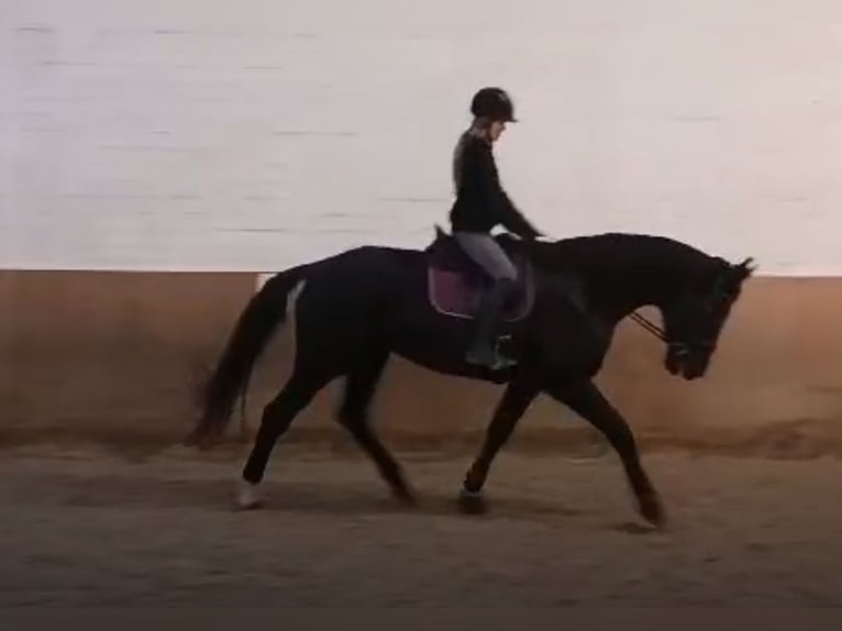 Caballo de deporte alemán Yegua 15 años 175 cm Negro in Osterholz-Scharmbeck