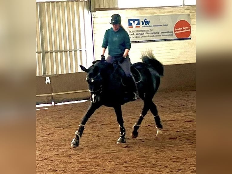 Caballo de deporte alemán Yegua 15 años 175 cm Negro in Osterholz-Scharmbeck