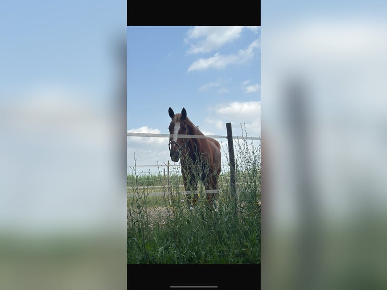 Caballo de deporte alemán Mestizo Yegua 15 años Alazán in Viareggio