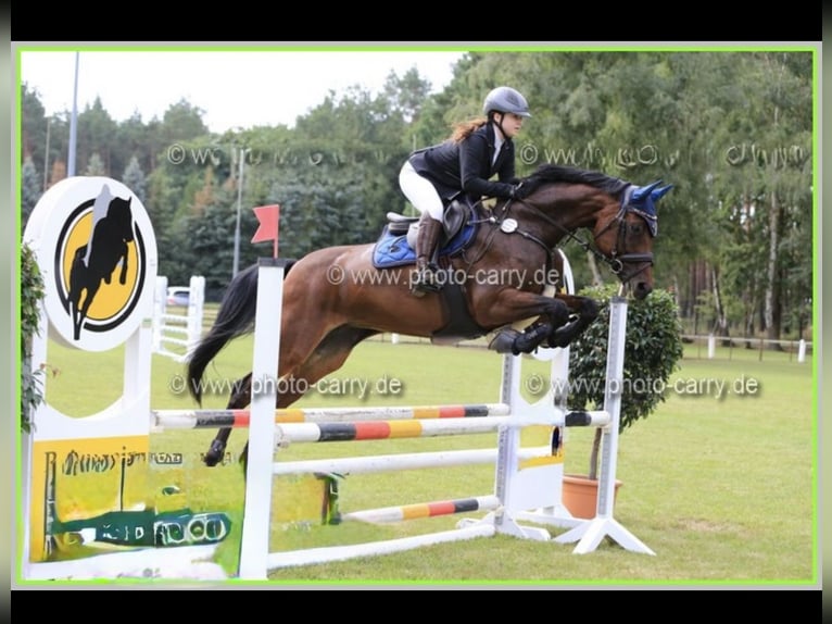 Caballo de deporte alemán Yegua 15 años in Cottbus