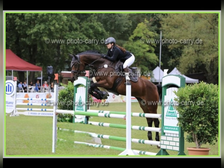 Caballo de deporte alemán Yegua 15 años in Cottbus