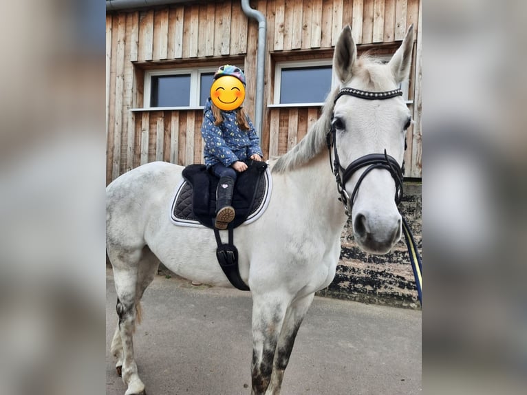 Caballo de deporte alemán Yegua 15 años Tordo in Drei Gleichen